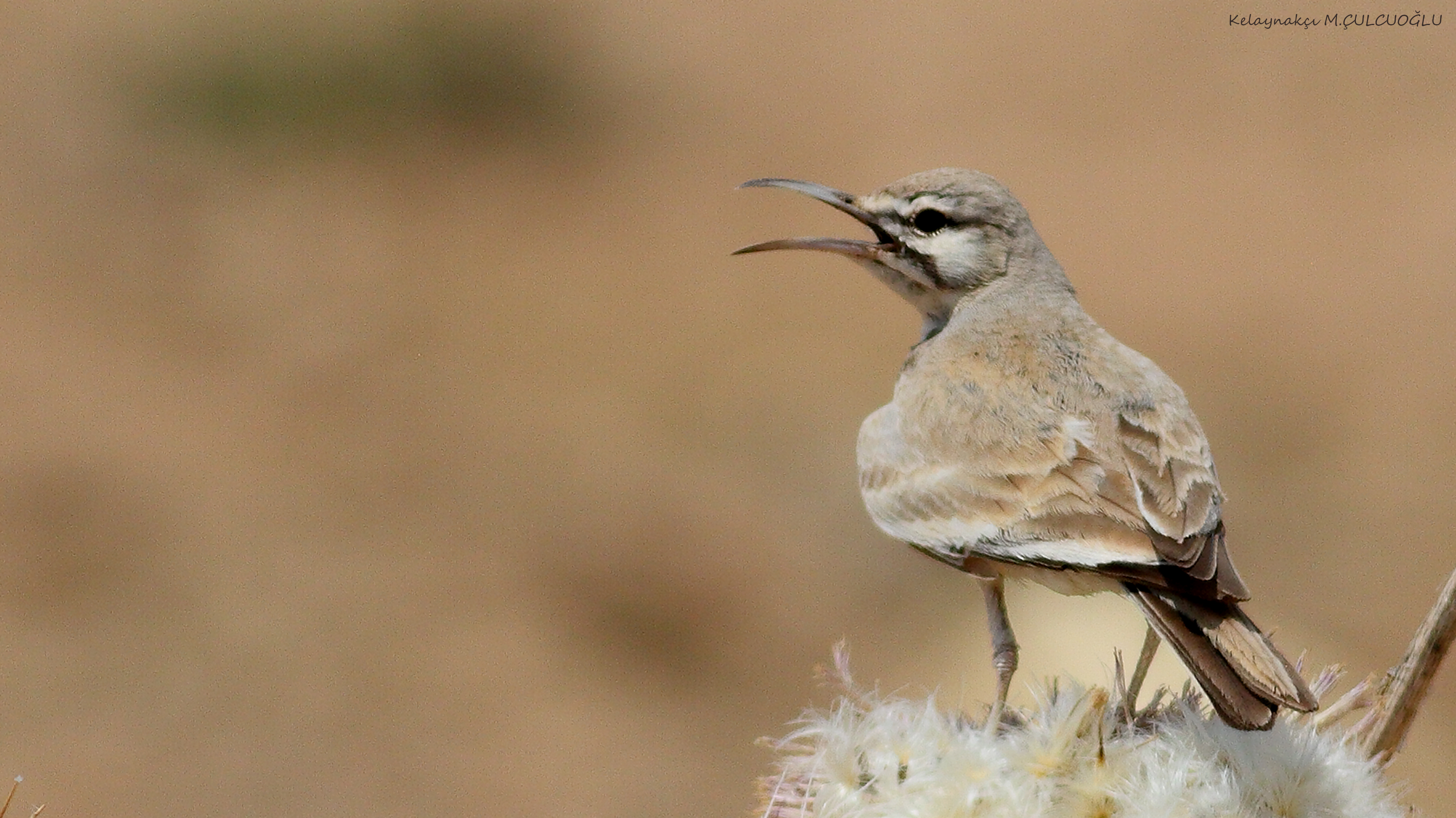 Greater Hoopoe-Lark